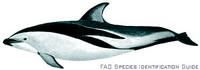 Dusky Dolphin - Lagenorhynchus obscurus