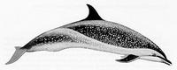 Pantropical Spotted Dolphin (Stenella attenuata).  Illustration by Pieter A. Folkens.