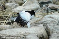 Fig. 18. Japanese Wagtail : 검은등할미새