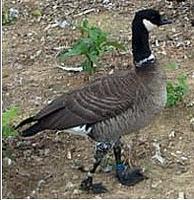Aleutan               Canadian geese, Branta minima leucopareia or Branta canadensis            ...