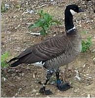 Aleutan               Canadian geese, Branta minima leucopareia or Branta canadensis            ...