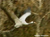 Common Crane Grus grus