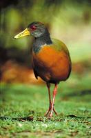 Grey-necked Wood Rail