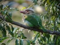 Brown-headed Barbet, Megalaima zeylanica