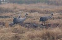 Grus grus , 검은목두루미 - Common Crane