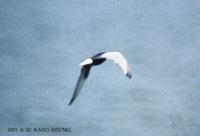 White-Winged Black Tern Sterna lercoptera 흰죽지갈매기