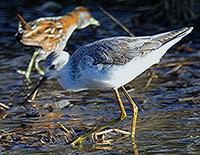 Marsh Sandpiper