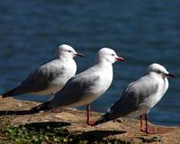 Silver Gulls