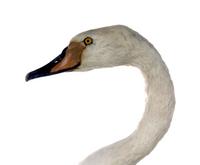 고니   Bewick's Swan | Cygnus columbianus