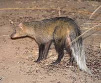 Photograph of a white tailed mongoose
