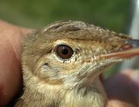 Reed Warbler (Acrocephalus scirpaceus)