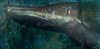 Alligator Gar Atractosteus spatula