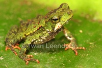 : Bufo coniferus