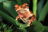 : Dendropsophus microps