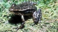 : Hyloxalus eleutherodactylus