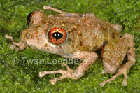 : Pristimantis cruentus