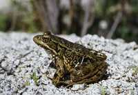 : Rana aurora draytonii; Red-legged Frog