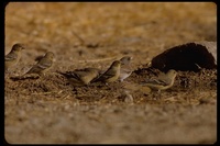 : Carduelis tristis; American Goldfinch