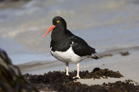 : Haematopus leucopodus; Pied Oystercatcher