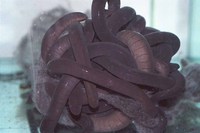 : Typhlonectes natans