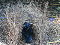 : Ptilonorhynchus violaceus; Satin Bowerbird