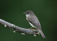 : Sayornis phoebe; Eastern Phoebe