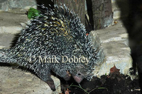 : Coendou quichua; New World Porcupine