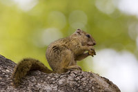 : Paraxerus cepapi; Tree Squirrel