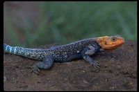 : Agama lionotus