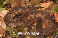 : Candoia aspera; New Guinea Ground Boa