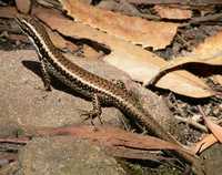 : Eulamprus tympanum; Southern Water Skink