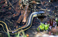 : Thamnophis elegans; Terrestrial Garter Snake