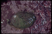 : Haliotis walallensis; Abalone