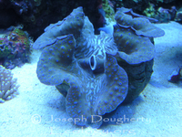 : Tridacna maxima; Giant Clam