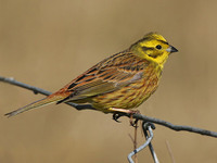 Yellowhammer