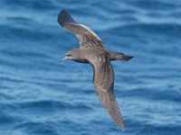 Wedge-tailed shearwater