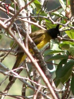 Black-crested Bulbul(Pycnonotus melanicterus)