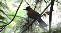 Chestnut Bulbul Hemixos castanonotus