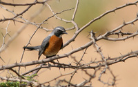 White throated Robin