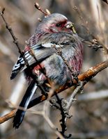 Long-tailed Rosefinch » Uragus sibiricus