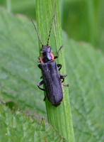 Cantharis obscura