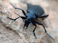 Calosoma maderae