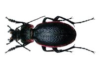 Carabus excellens