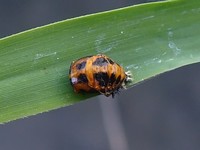 Harmonia axyridis - Asian Lady Beetle