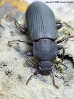 Tenebrio punctipennis