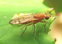 Opomyza florum - yellow cereal fly