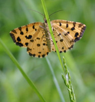 Pseudopanthera macularia - Speckled Yellow