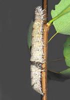 Catocala fraxini - Clifden Nonpareil
