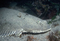 Solea solea, Common sole: fisheries, aquaculture, gamefish, aquarium