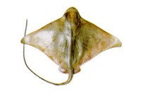 Myliobatis goodei, Southern eagle ray: fisheries